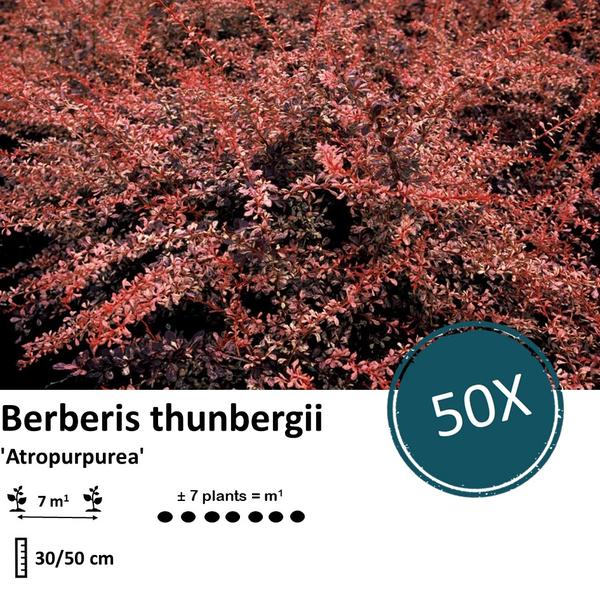 Berberis thunbergii 'Atropurpurea' - ↕30-50cm - Wurzelnakt - 50x