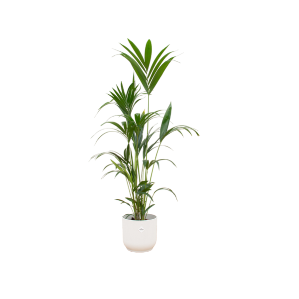 Kentia palme + Topf Weiß Ø30 - 160 cm