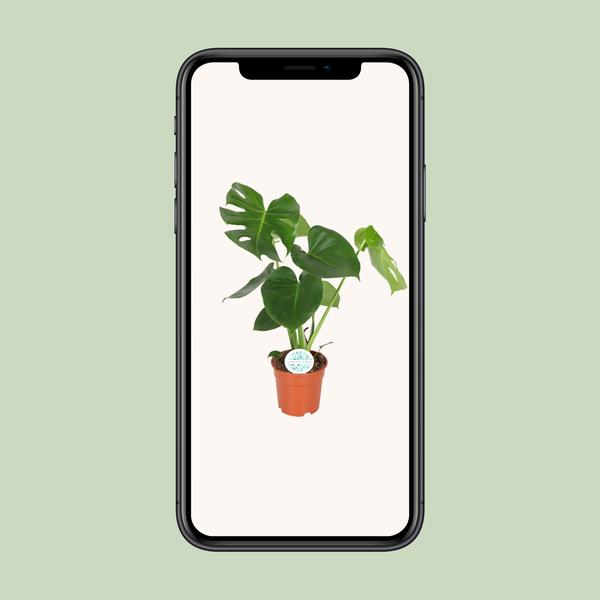 Monstera Deliciosa - Lochanlage - Ø21cm - ↕65cm - Ø17 - 55cm