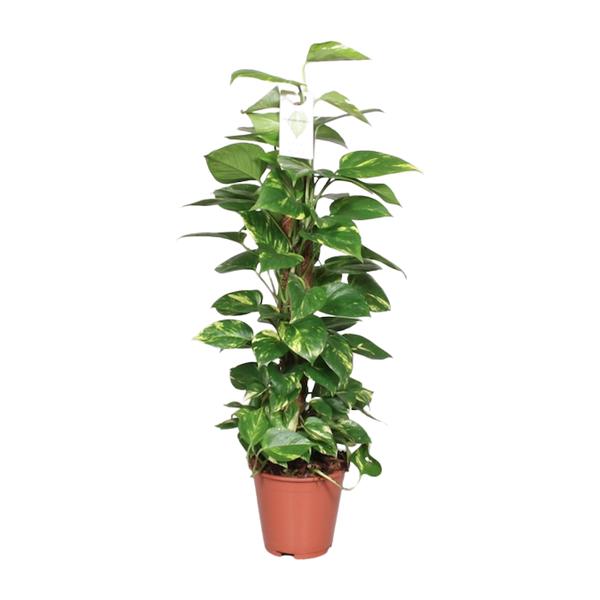 Epipremnum Pinnatum Mosstok Scindapsus - Ø19cm - ↕80cm