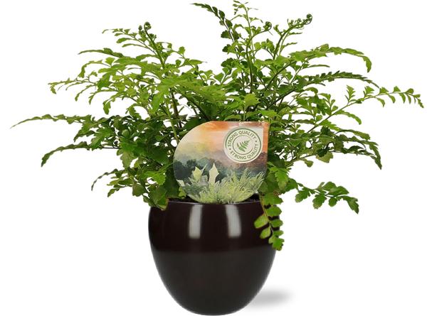 Asplenium Parvati - Ø12cm - ↕35cm + Bowl Pot D13/14.5x13cm - Schwarz