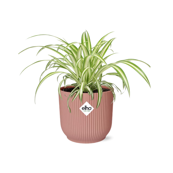 Chlorophytum Comosum Variegatum in Topf 14cm - 20cm - Rosa