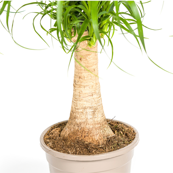 Beaucarnea Recurvata Stamm Ø17cm - ↕50cm