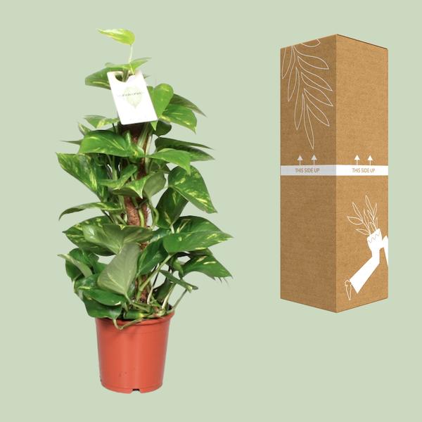 Epipremnum Pinnatum Mosstok Scindapsus - Ø15cm - ↕60cm