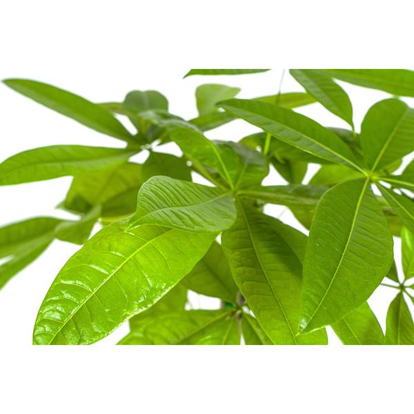 Pachira Aquatica | 80cm Glücksbaum | Premium Zimmerpflanze