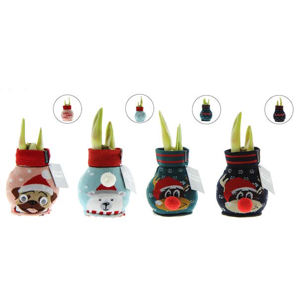 Ohne Wasser Blumen (wax amaryllis) XMAS Farben mix - 4er set + Rote Blumen