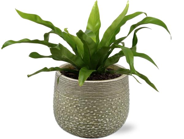 Asplenium Antiquum - Ø12cm - ↕25cm + Noale Pot D14,5x12cm - Grün