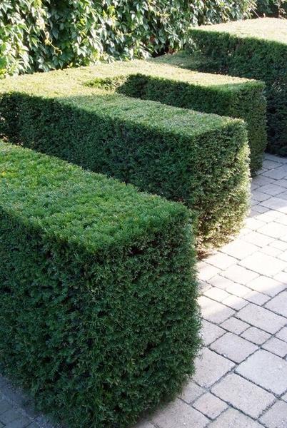 Taxus baccata - ↕30-50cm - Wurzelnakt - 50x