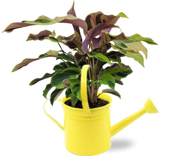 Calathea Yellow Fusion - Ø14cm - ↕40cm + Gieter - Gelb