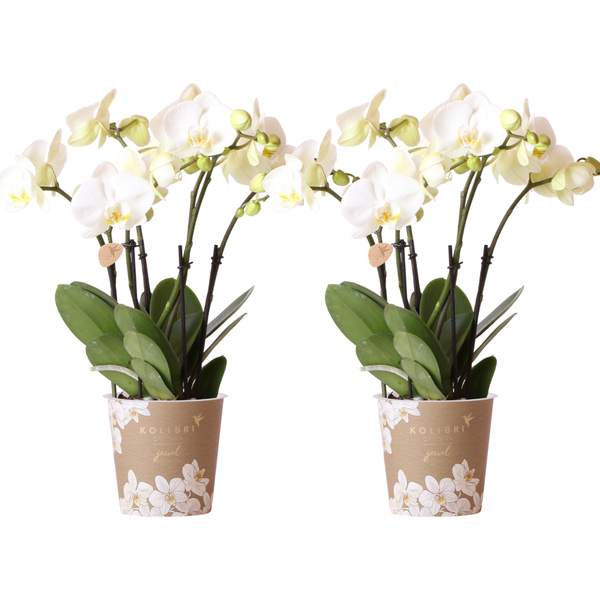 Kolibri Orchids I COMBI DEAL von 2 weißen Phalaenopsis-Orchideen - Topfgröße Ø12cm | blühende Zimmerpflanze - frisch vom Züchter