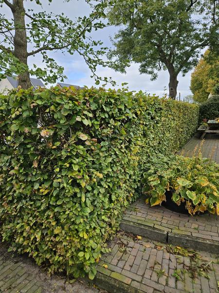 Fagus sylvatica - Wurzelnakt - 40/60 - 100x