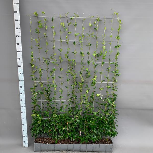 Trachelospermum - Sternjasmin - Fertighecke - 120 x 180 cm
