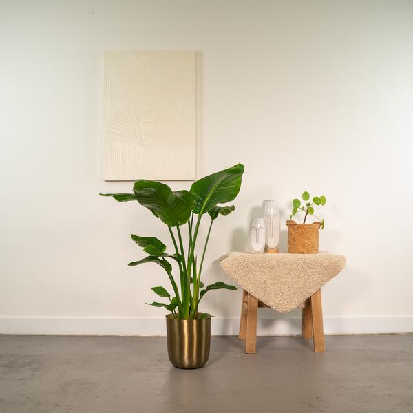 Strelitzia Nicolai - Ø19cm - ↕90cm + Topf Gold