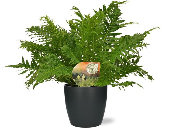 Blechnum Silver Lady - Ø17cm - ↕50cm + Topf - Anthrazit