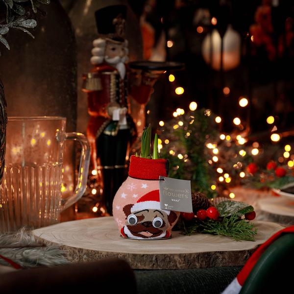 Ohne Wasser Blumen (wax amaryllis) XMAS Farben mix - 4er set + Rote Blumen