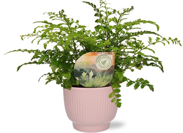 Asplenium Parvati - Ø12cm - ↕35cm + Potenza Rib Pot D13x11cm - Rosa