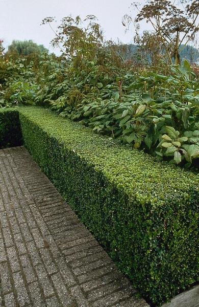 Ligustrum-Ovalifolium-Wurzelnackt - 80/100 - 100x