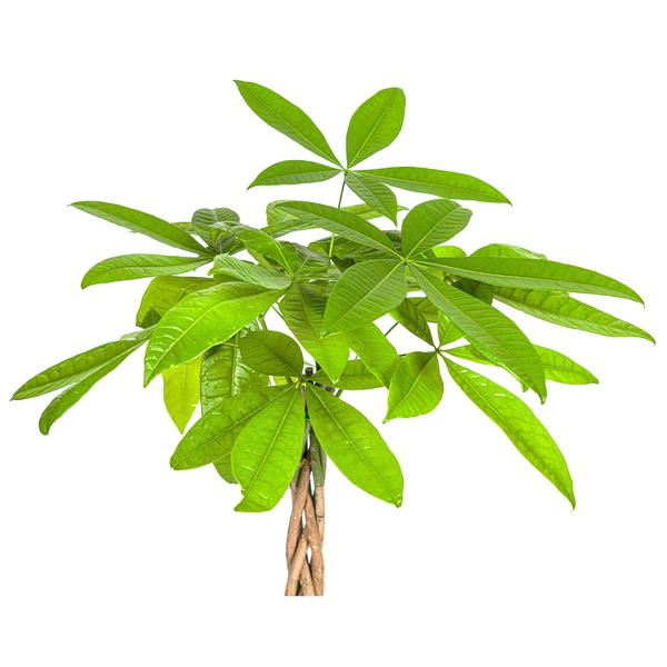 Pachira Aquatica | 80cm Glücksbaum | Premium Zimmerpflanze