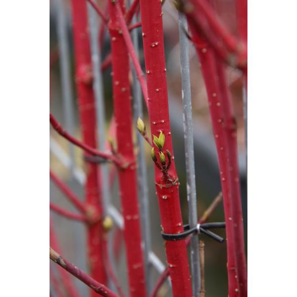 Cornus alba 'Sibirica' - Sibirische Hartriegel - Fertighecke - 120 x 180 cm - 1 Stück