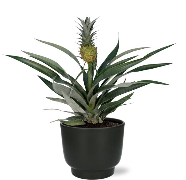 Bromelia Ananas - Ø12cm - ↕30cm + Topf - Schwarz