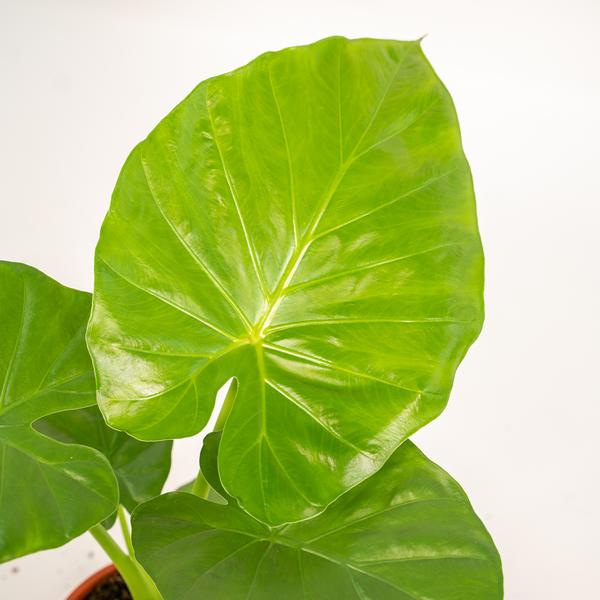 Alocasia Macrorrhiza - Ø19cm - ↕70cm + Topf Mayk Gold