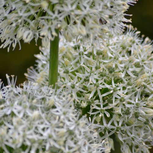 White Giant - Allium bollen 5 stück