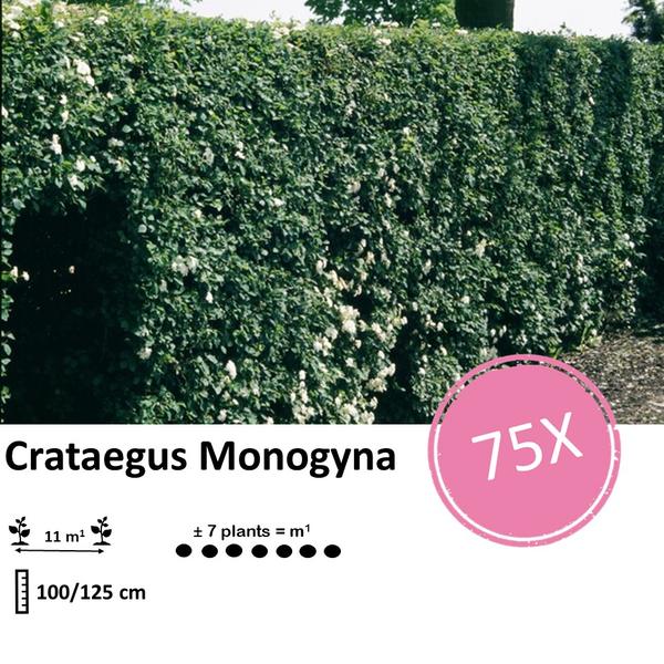 Crataegus Monogyna - Wurzelnakt - 100/125 - 75x