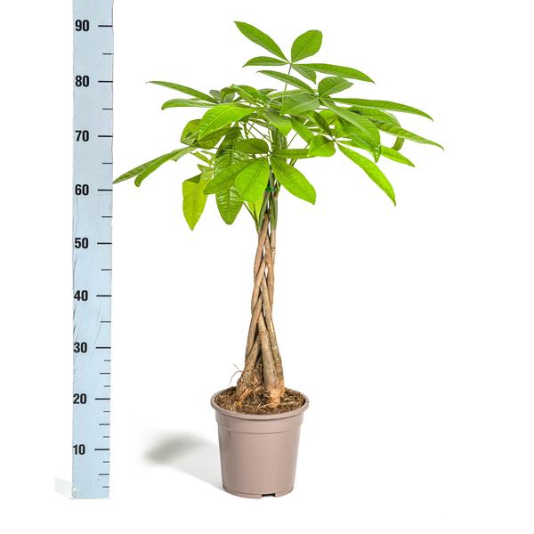Pachira Aquatica | 80cm Glücksbaum | Premium Zimmerpflanze