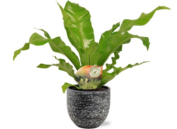 Asplenium Nidus - Ø17cm - ↕60cm + Tim Pot D18x16cm - Schwarz Weiß