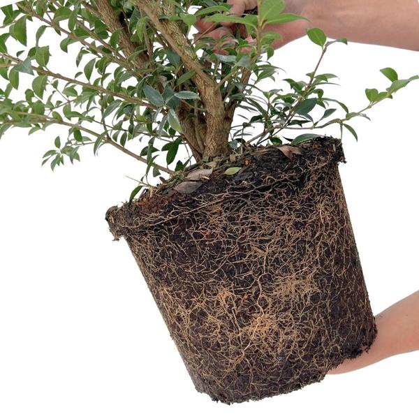 Burkwoods Duftblüte 25x | 100–125 cm