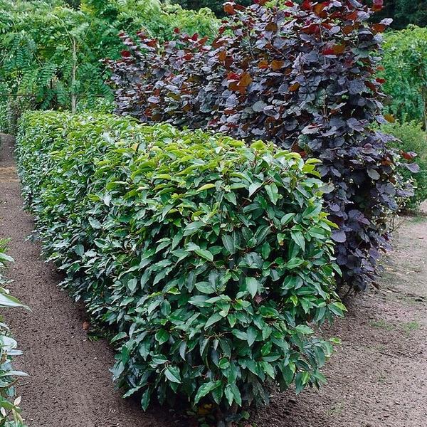 Prunus lusitanica `Angustifolia`- ↕30-50cm - Wurzelnakt - 50x