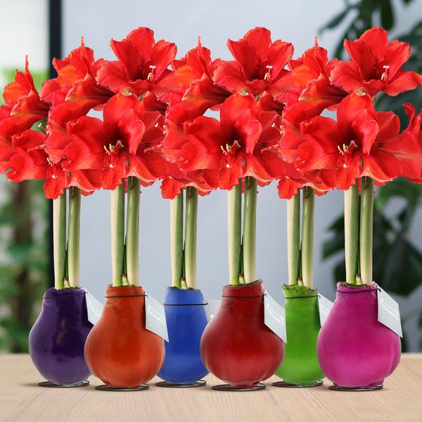Ohne Wasser Blumen (wax amaryllis) XMAS Mix - 6er set + Rote Blumen
