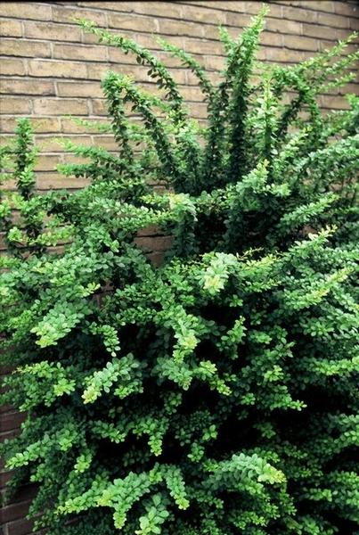 Berberis thunbergii - ↕30-50cm - Wurzelnakt - 50x