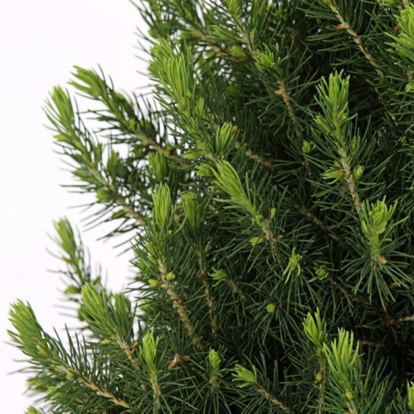 Kleine Weihnachtsbaum in Weihnachten Topf - 70 cm - Picae Glauca Conica - Pine cone lighting including batteries