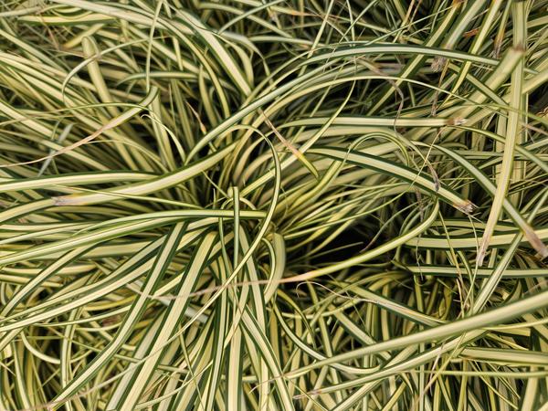 Carex oshim. 'Evergold' - ↕10-25cm - Ø9cm - 6x