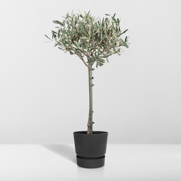 Olivenbaum - Ø19cm - ↕90cm