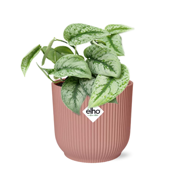 Scindapsus Pictus ‘Trebie’ in Topf 20cm - 14cm rosa