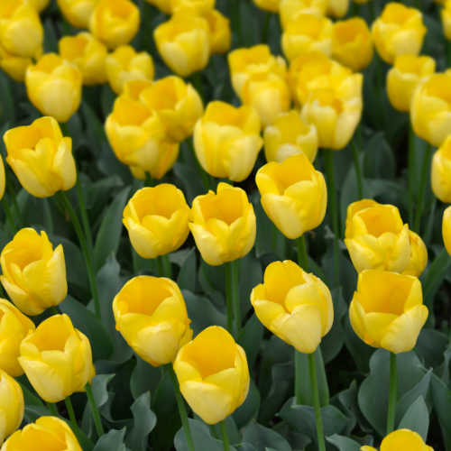 Strong gold - Tulpenbollen 20 Stücke