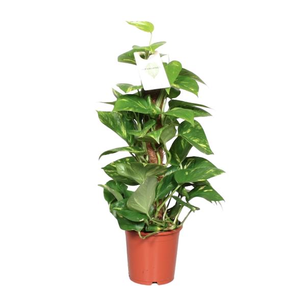 Epipremnum Pinnatum Mosstok Scindapsus - Ø15cm - ↕60cm