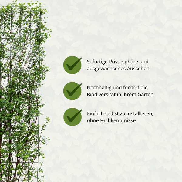 Spiraea Vanhouttei - Spierstrauch - Fertighecke - 120 x 180 cm