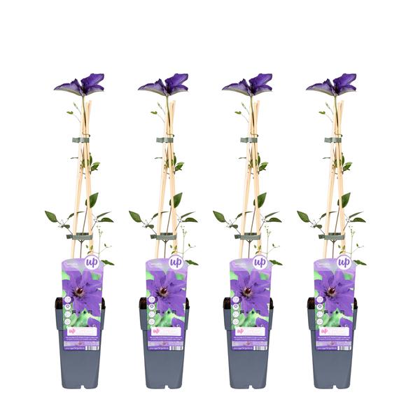 4x - Clematis The President - ↨65cm - Ø15
