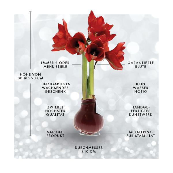 Ohne Wasser Blumen (wax amaryllis) XMAS LOVE + Rote Blumen
