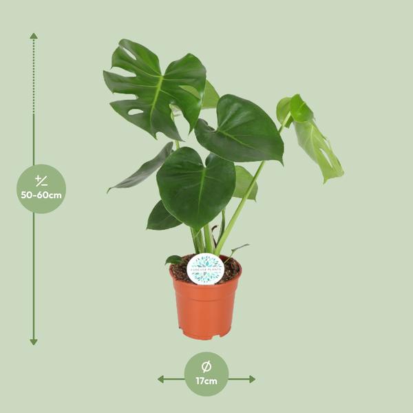 Monstera Deliciosa - Lochanlage - Ø21cm - ↕65cm - Ø17 - 55cm