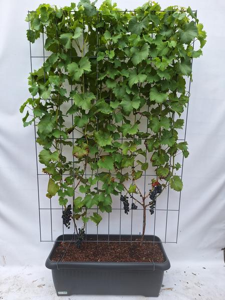 Vitis 'Boskoop Glory' - Fertighecke - 120 x 180 cm