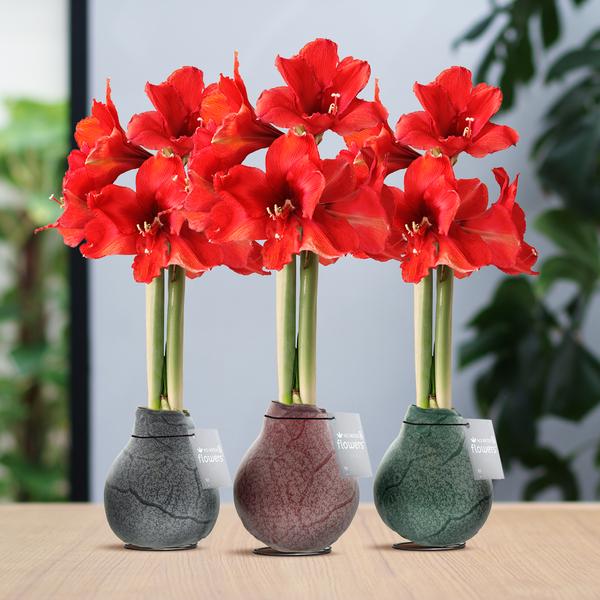 Ohne Wasser Blumen (wax amaryllis) XMAS Mix -3er set + Rote Blumen