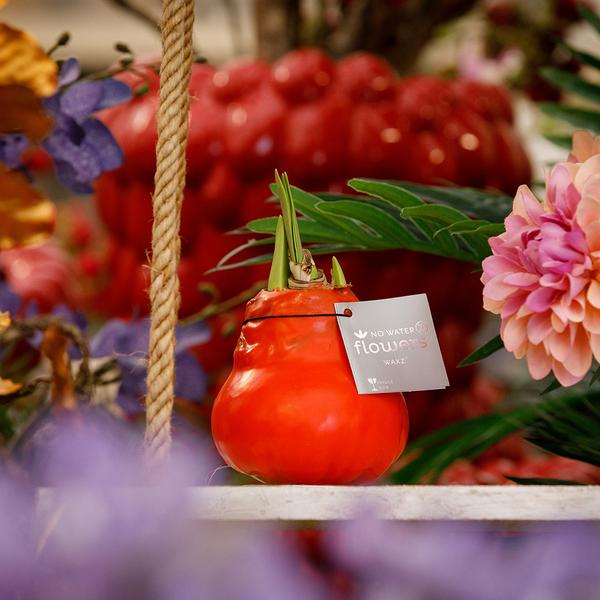Ohne Wasser Blumen (wax amaryllis) XMAS Mix - 6er set + Rote Blumen