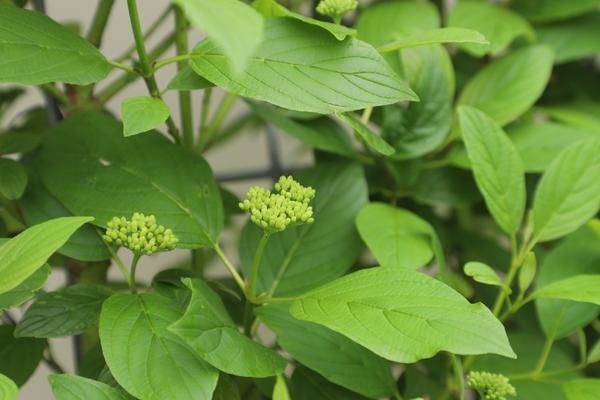 Cornus Stolonifera Flaviramea - Gelbholz-Hartriegel - Fertighecke - 120 x 180 cm