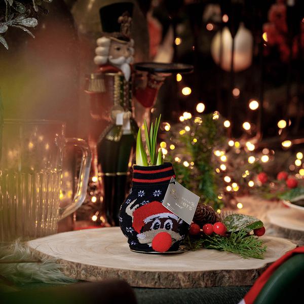 Ohne Wasser Blumen (wax amaryllis) XMAS Farben mix - 4er set + Rote Blumen