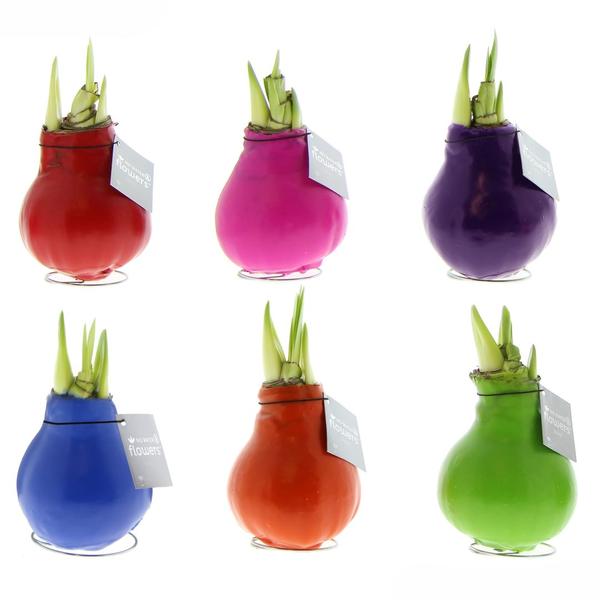 Ohne Wasser Blumen (wax amaryllis) XMAS Mix - 6er set + Rote Blumen