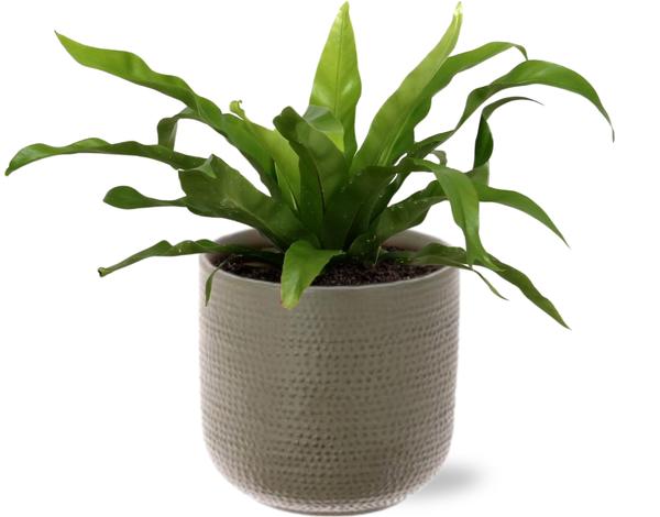 Asplenium Antiquum - Ø12cm - ↕30cm + Aresso Pot D13x12,5cm - Grau Grün
